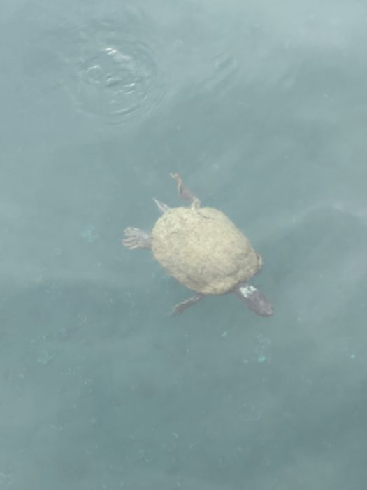 A turtle paddles along just beneath the surface of the lagoon.