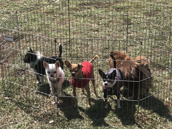 The pups holding down the campsite.