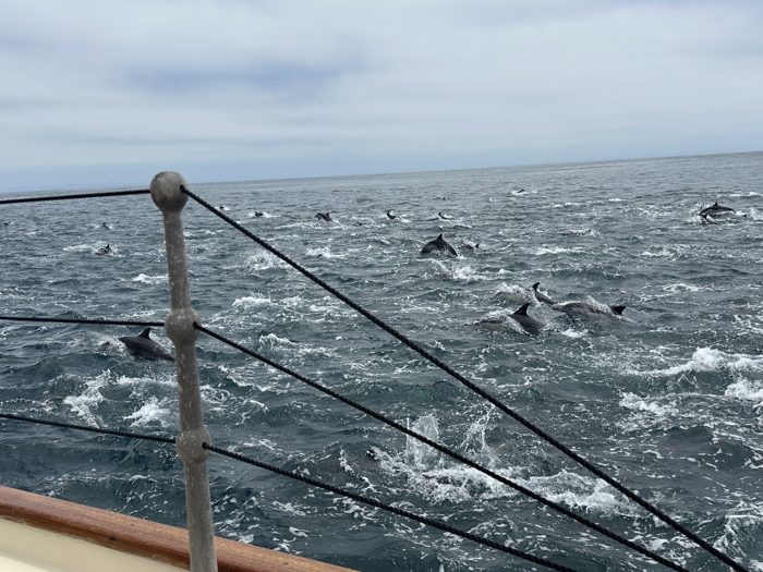 Dolphins surfacing alongside the boat out on the water.