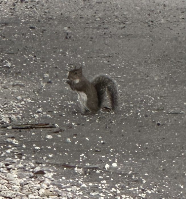 A squirrel pauses mid-nibble on the pavement, the shot catching it a little blurry in the low light.