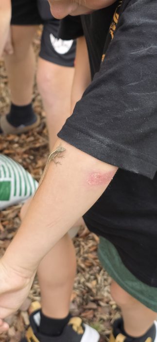 The lizard makes its way down to an arm for a closer inspection from the whole group.