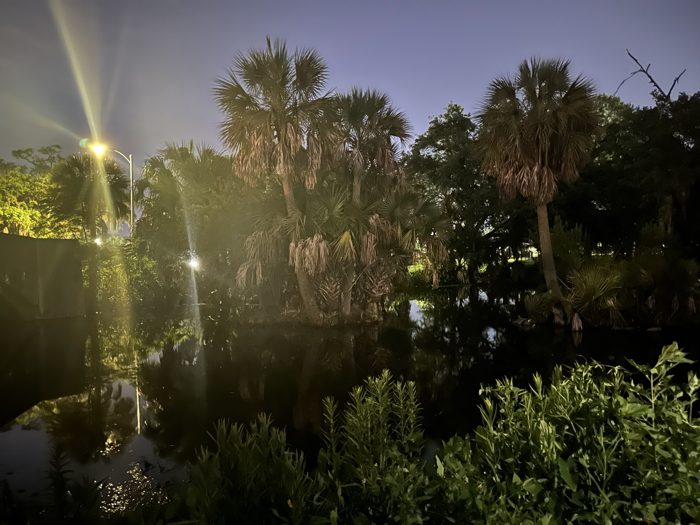 Palms and trees catch a glint of light against the deep blue of a New Orleans evening.