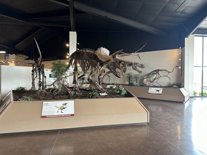 A full dinosaur skeleton on display inside the exhibit hall.