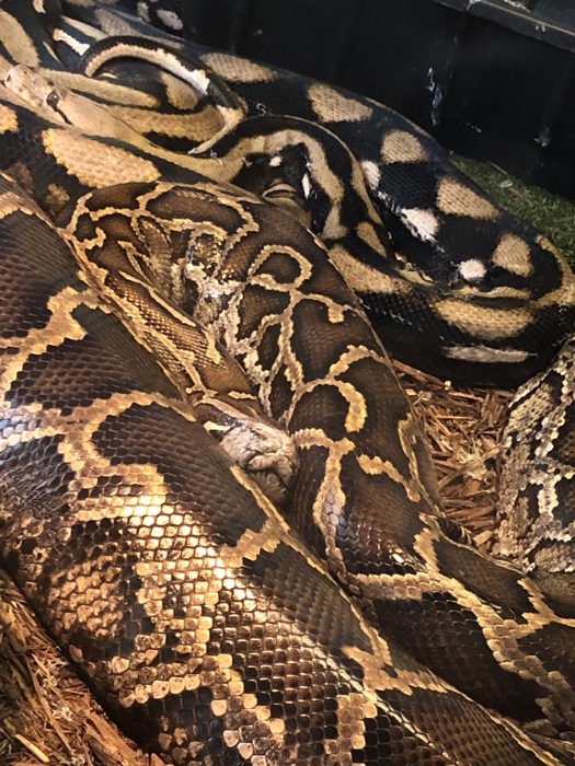 A coiled python shows off its patterned scales in the reptile house.