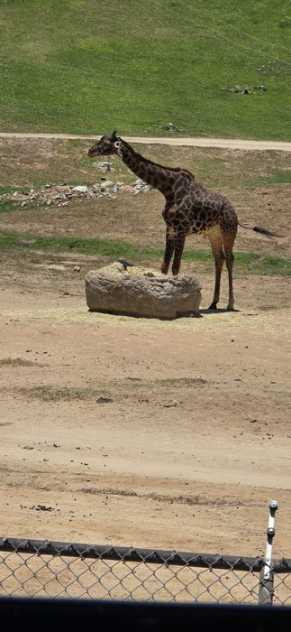 A lone giraffe poses on a rock mound out on the Safari Park's open savanna.
