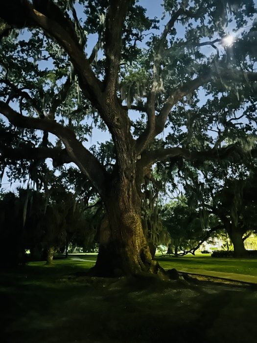 A massive sprawling live oak shades the green lawn at City Park.