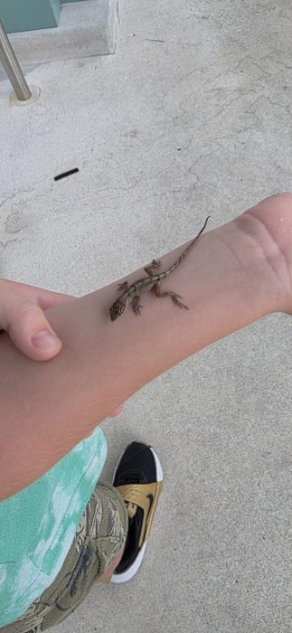 One of the kids holds a tiny anole lizard steady on an arm for a closer look.