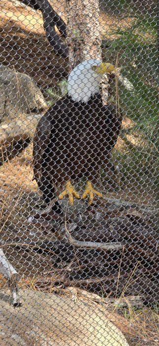 A massive California condor perched along the canyon trail, wings tucked.