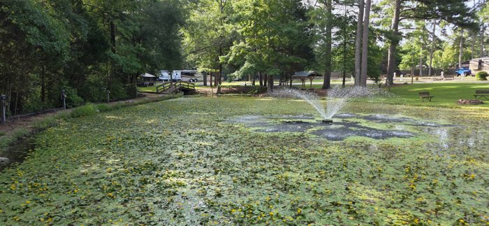 Sunlight breaks through the pines over the campground pond, rigs parked along its edges.