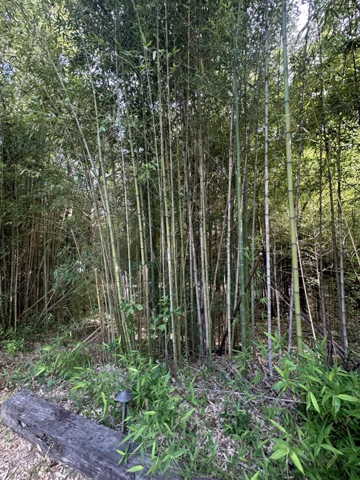 A dense stand of bamboo towers over the campground's nature path.