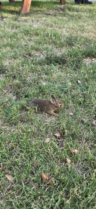 Still hanging around a few minutes later, ears up and curious about the new neighbors.