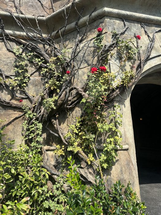 Blood-red roses climbing weathered stone above a shadowy archway.