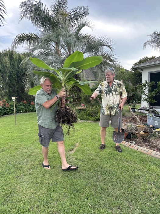 Two friends admire the root ball on a freshly dug banana plant before finding it a new spot in the yard.