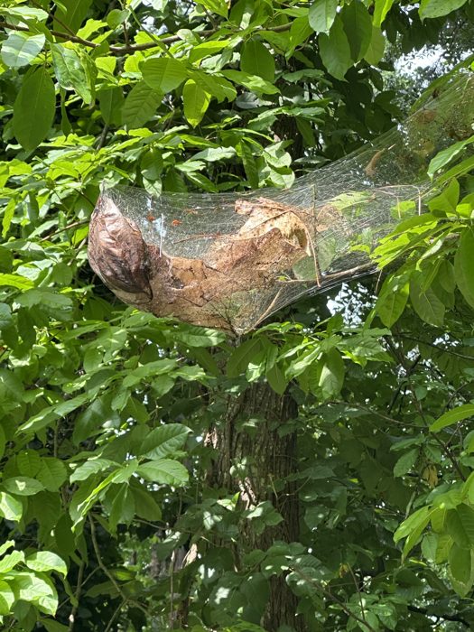 A caterpillar's silk web tent glistens in the branches on a walk around the campground.