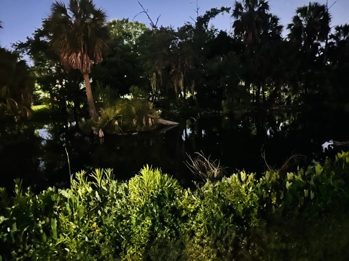 Lush dark greenery crowds the path on a warm New Orleans night.