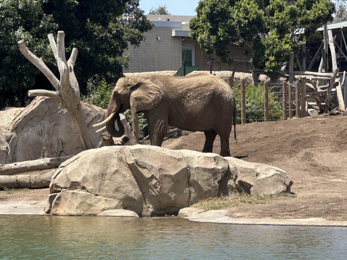 An elephant ambling across its habitat at the San Diego Zoo.