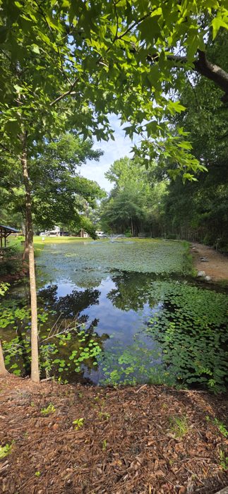 The wooden dock and footbridge peek through the trees above the lily-covered water.
