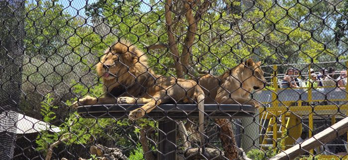 A pair of lions lounging together behind the enclosure fence at the San Diego Zoo.