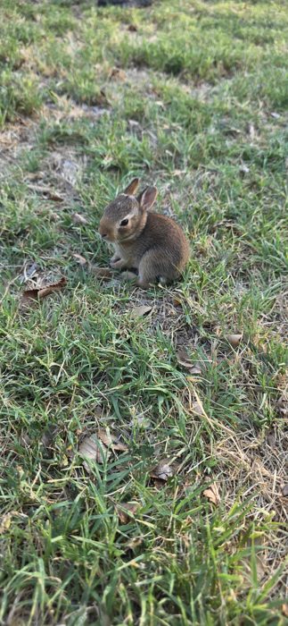 A tiny cottontail hops into camp to check us out — our first-night visitor at the Elk City KOA, day one of the Florida run.