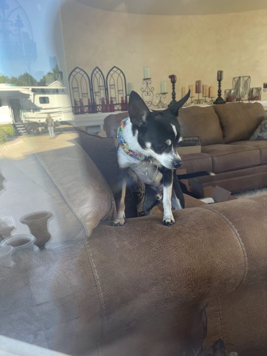 Our travel buddy strikes a pose on the couch during a rest stop.