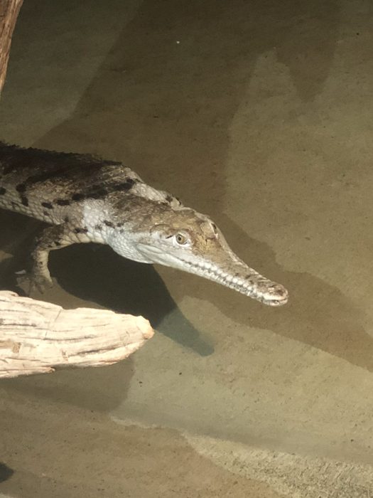 A toothy alligator surfaces right up against the glass at Reptile Gardens.