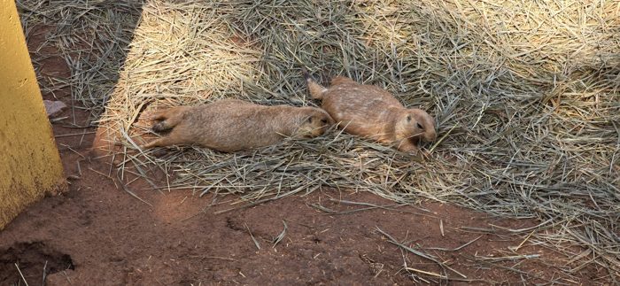A pair of prairie dogs lounge in the sun at the roadside animal park.