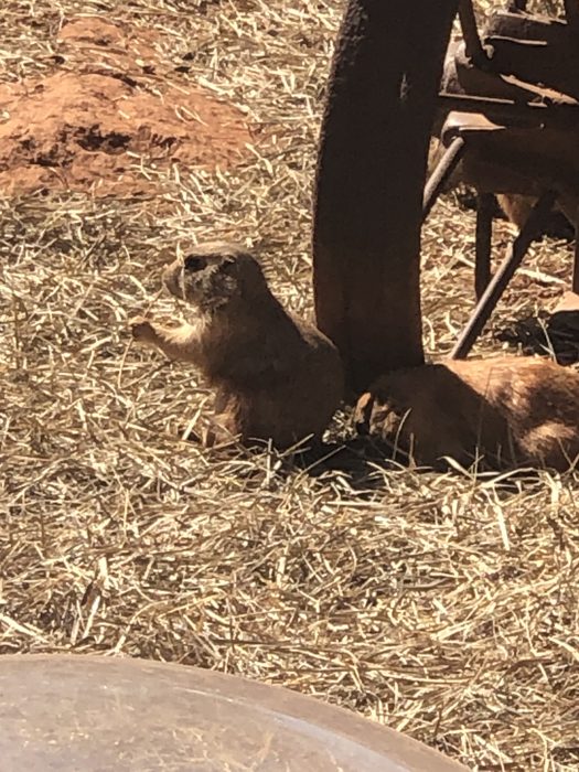 A little critter scurries across the bark-chip floor of its enclosure at Reptile Gardens.