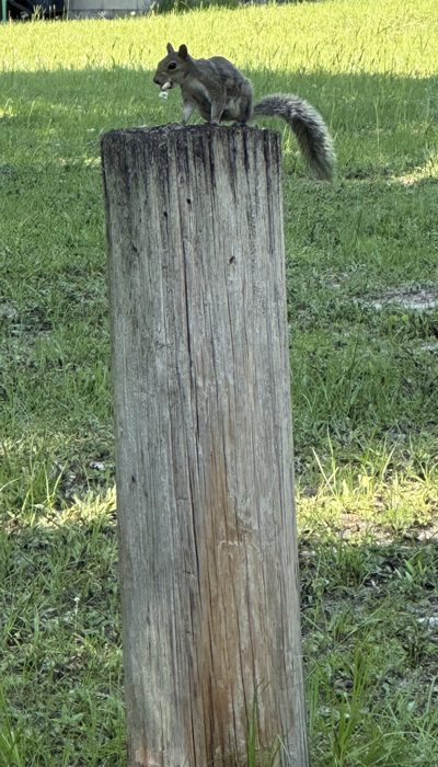 A curious squirrel poses atop a fence post at the campground.