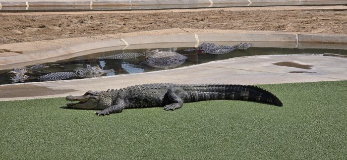 An alligator suns itself on the green at the reptile park.