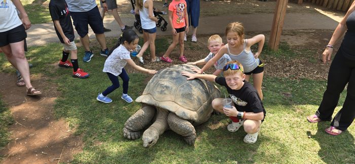 A big giant tortoise lumbers across the lawn while a crowd of kids gathers around to meet it.