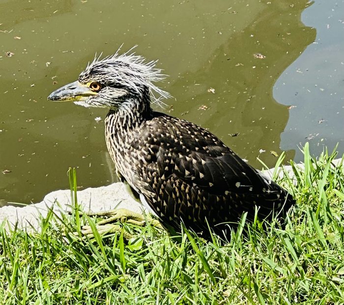 A young heron standing watch in the grass at the green river's edge.