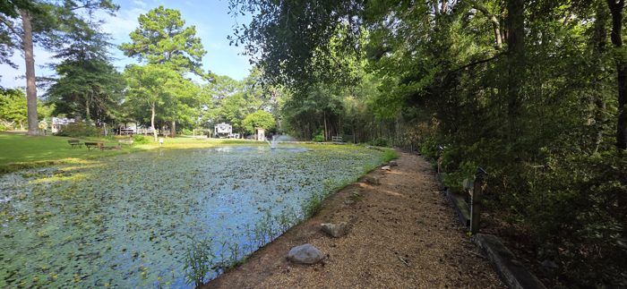 Framed by hanging leaves, the still pond mirrors the morning sky.