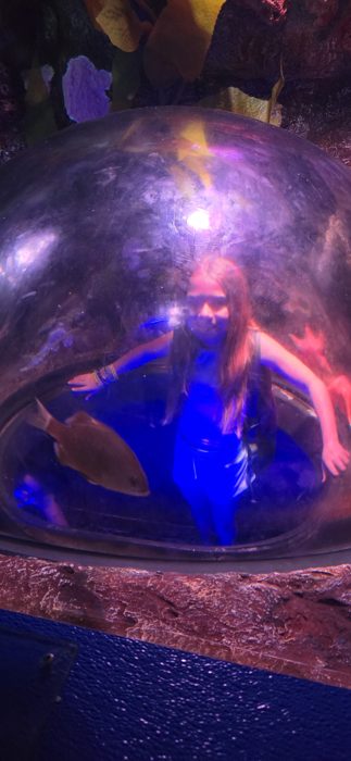 Peering into the glowing blue tank of an aquarium kelp exhibit.
