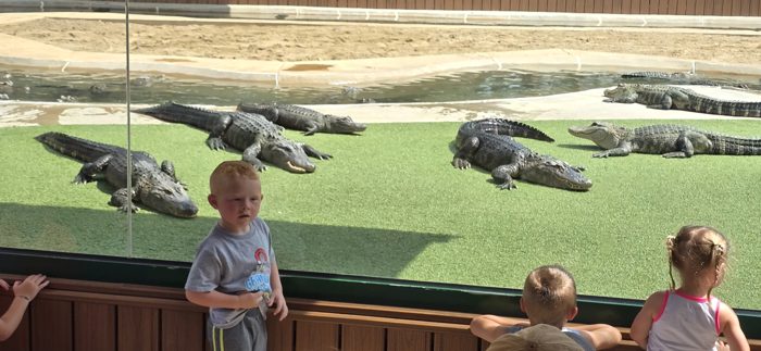The kids line up at the railing to watch a row of alligators basking in the sun.