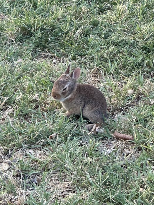 A young rabbit nibbles at the grass near the campsite this evening.