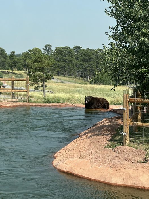 A wild animal wanders down to the water's edge during our drive through Bear Country USA.