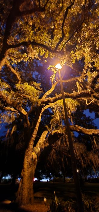 Glowing live oaks draped in Spanish moss along a Savannah street at night.