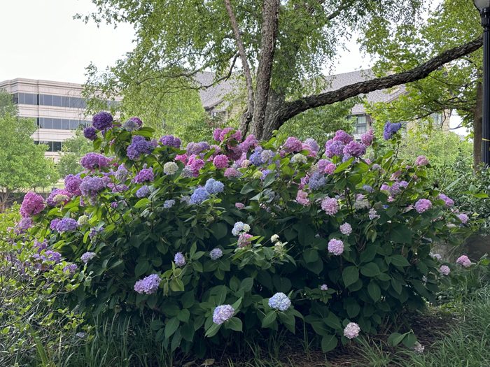 A burst of purple and white blooms along the riverside walk.