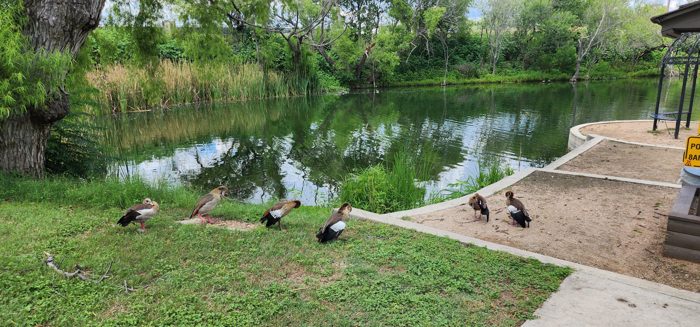 Ducks lounging on the grassy bank of a calm green park pond.