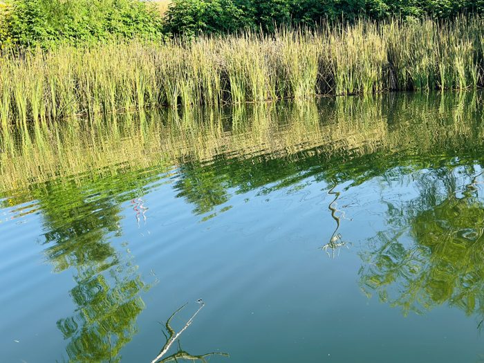Glassy green water mirroring the reeds along the peaceful park lagoon.