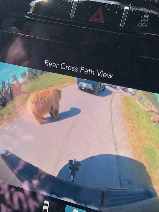 A bear wanders right behind us, caught live on the truck's rear-camera screen at the wildlife park.