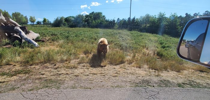A friendly critter poses out in the grass, framed by the truck window on our drive.